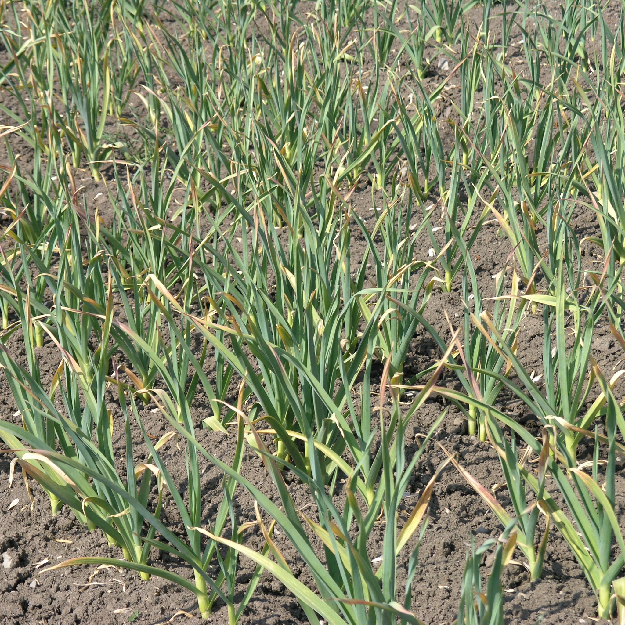 MaagGarden on Twitter "Im Juli wird Knoblauch erntereif. Anders als bei Zwiebeln knicken die 