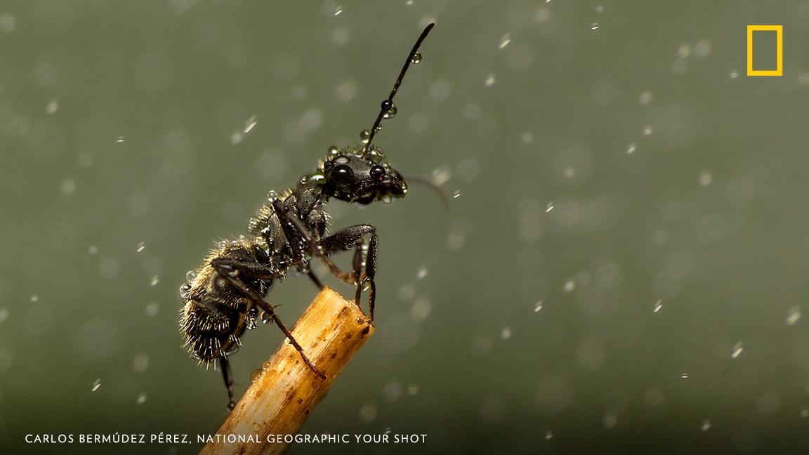 NatGeo's tweet image. Photographer Carlos Bermúdez Pérez captured this image of an ant caught in the rain so precisely, you can see the water droplets on the tiny insect