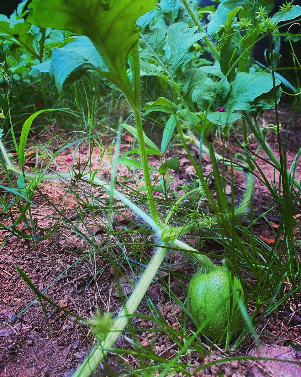 MimiPageMusic's tweet photo. Morning growth! Sending love and peace from my garden. 💚
1. Watermelon
2. Carrots
3. Jalapeño 
#growyourownfood #natureheals https://t.co/LT9ICUJp7i