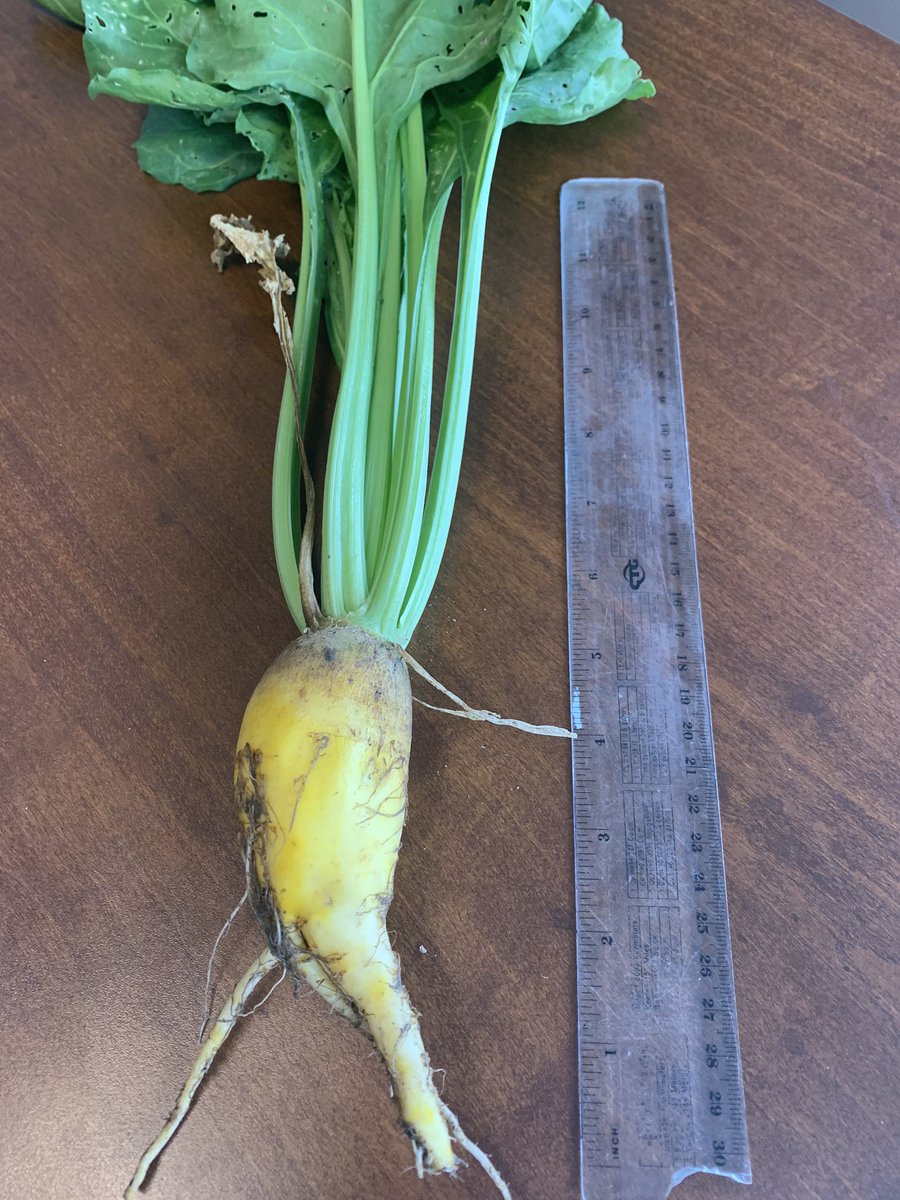 speareseeds's tweet image. @BarenbrugUSA #fodderbeets planted in the #spring @PerthAgPartners starting to take off.    We are still a few months away from harvest so will see how these turn out #dairyration