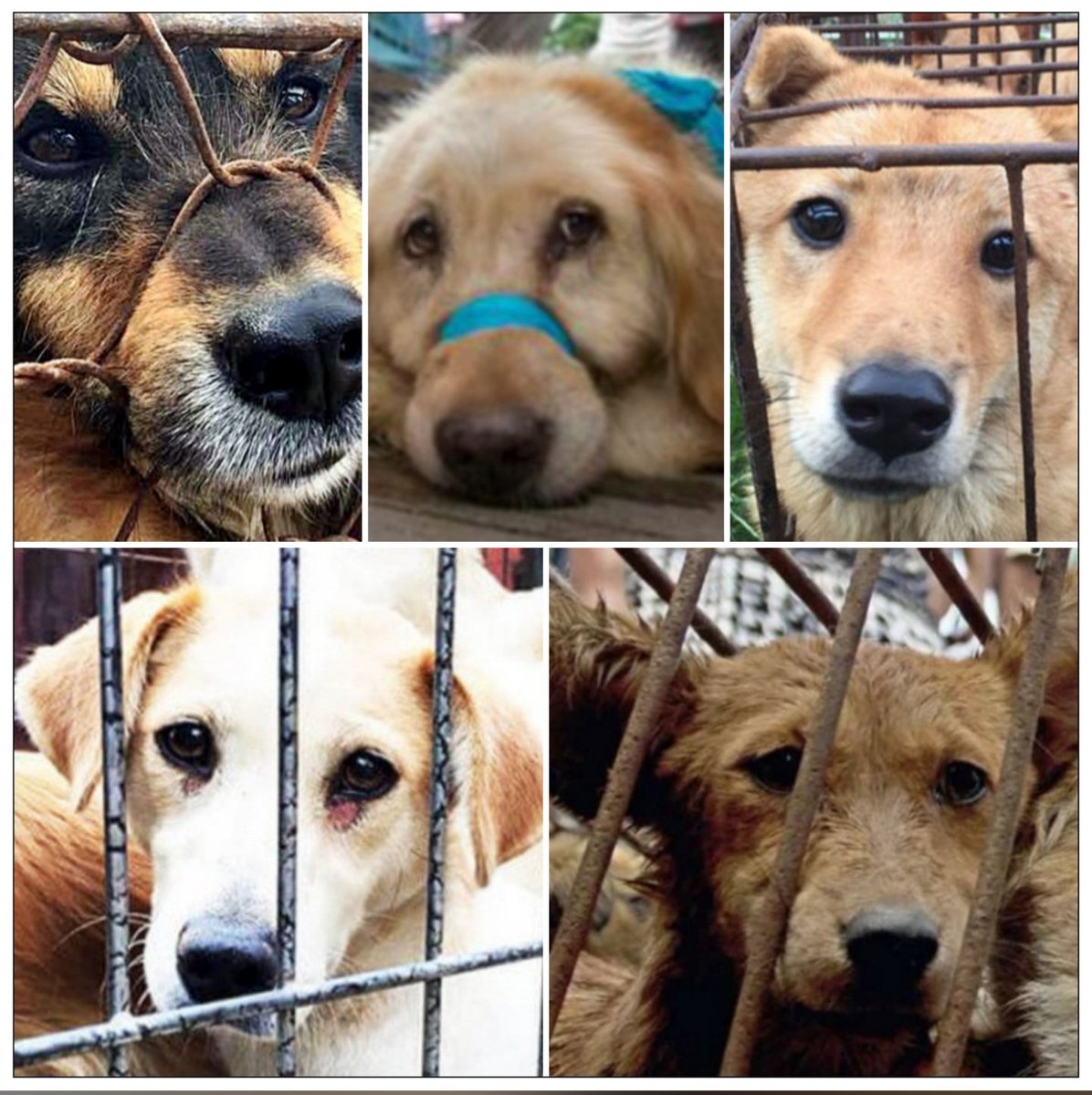 TaylorShone's tweet photo. Yulin 2020 is over, the images aren't Sometimes when I'm laughing, their faces appear in my mind, at night they rarely go away. What were they thinking when they heard the horrendous sounds of others in pain, they deserved so much more. All we can give them is our voices-loudly🐾 https://t.co/zs6gTWvQo1