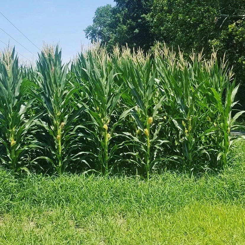 RevereSeed's tweet photo. May 26th till today, July 13th.
LC1289VT2P
-Chesapeake, VA
#GoLocal #PlantLocal #LocalSeed #Corn #LocalCorn #farming #yields #cropcheck #plant2020 #Grow2020 #lookoftheday #Checkit #Grow #Local https://t.co/q0cKPNij3B