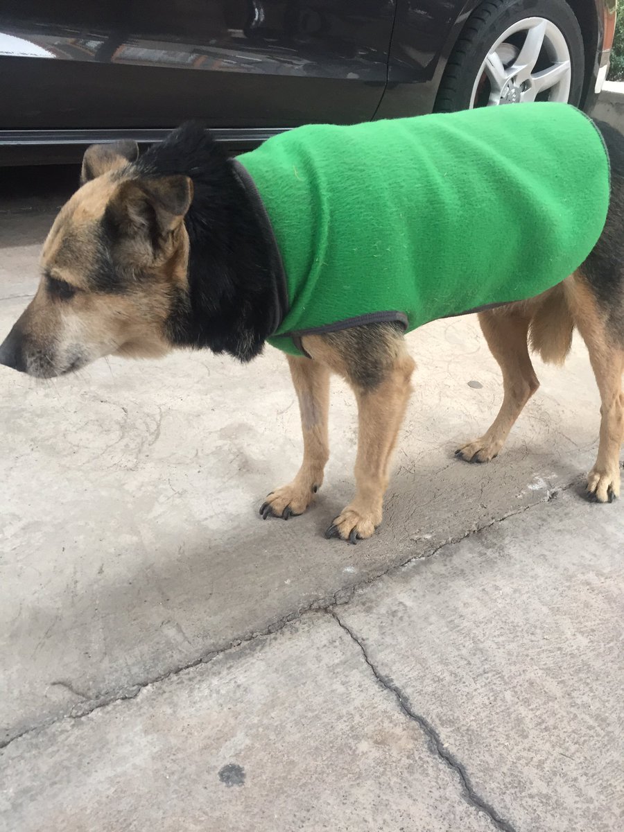 acabamos d encontrar a esta perrita en la SEXTA SECCIÓN cerca dl ZANJÓN D LOS CIRUELOS, está viejita y ciega, no la podemos tener. cualquier cosa comuníquense x acá o háblenme 2612193386 con rt ayudan muchísimo https://t.co/L4YN5Hm4Wk