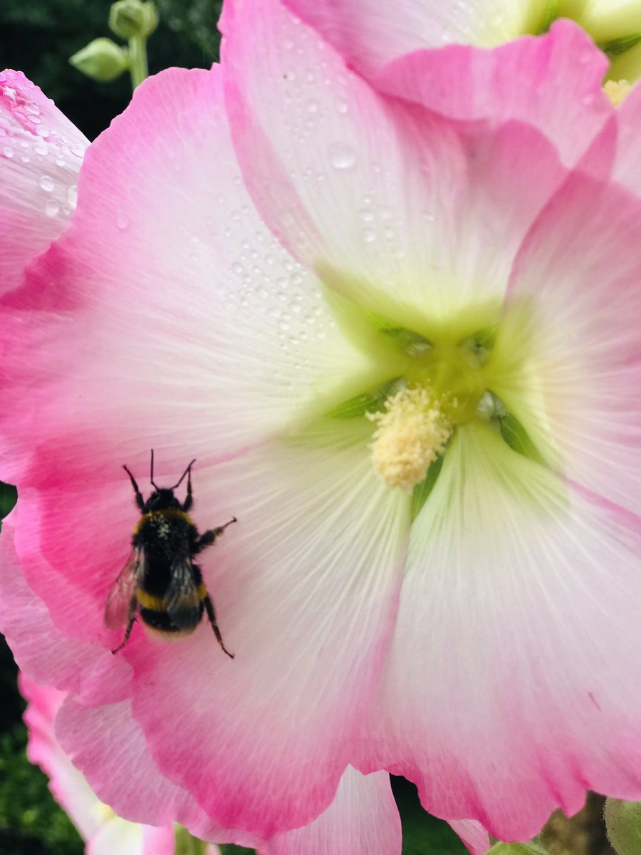 lucystearoom's tweet photo. I’m loving our hollyhocks and so are the bee’s! Such a beautiful flower feeding an incredible insect, nature is wonderful! #nature #bees #flowers #outdoors #thecotswolds #gardening #days #dayoff https://t.co/Dr7giCDbQU