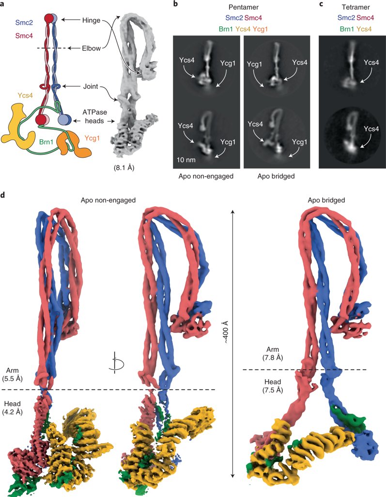 Christian Haering and Jan Lowe labs reported multiple conformations of yeast condensin in apo and ATP-bound states. nature.com/articles/s4159…