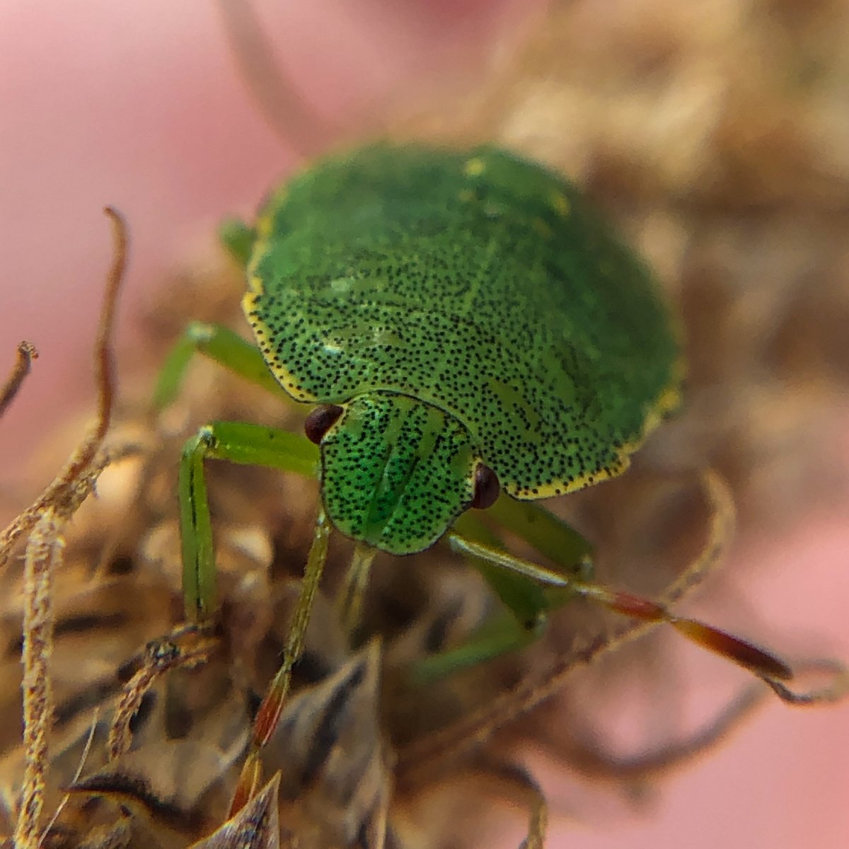CatLake's tweet photo. @Natures_Voice I've recently, discovered macro photography and I’m loving it - it’s amazing what you see when you start looking! https://t.co/3o5Qn5YIzc