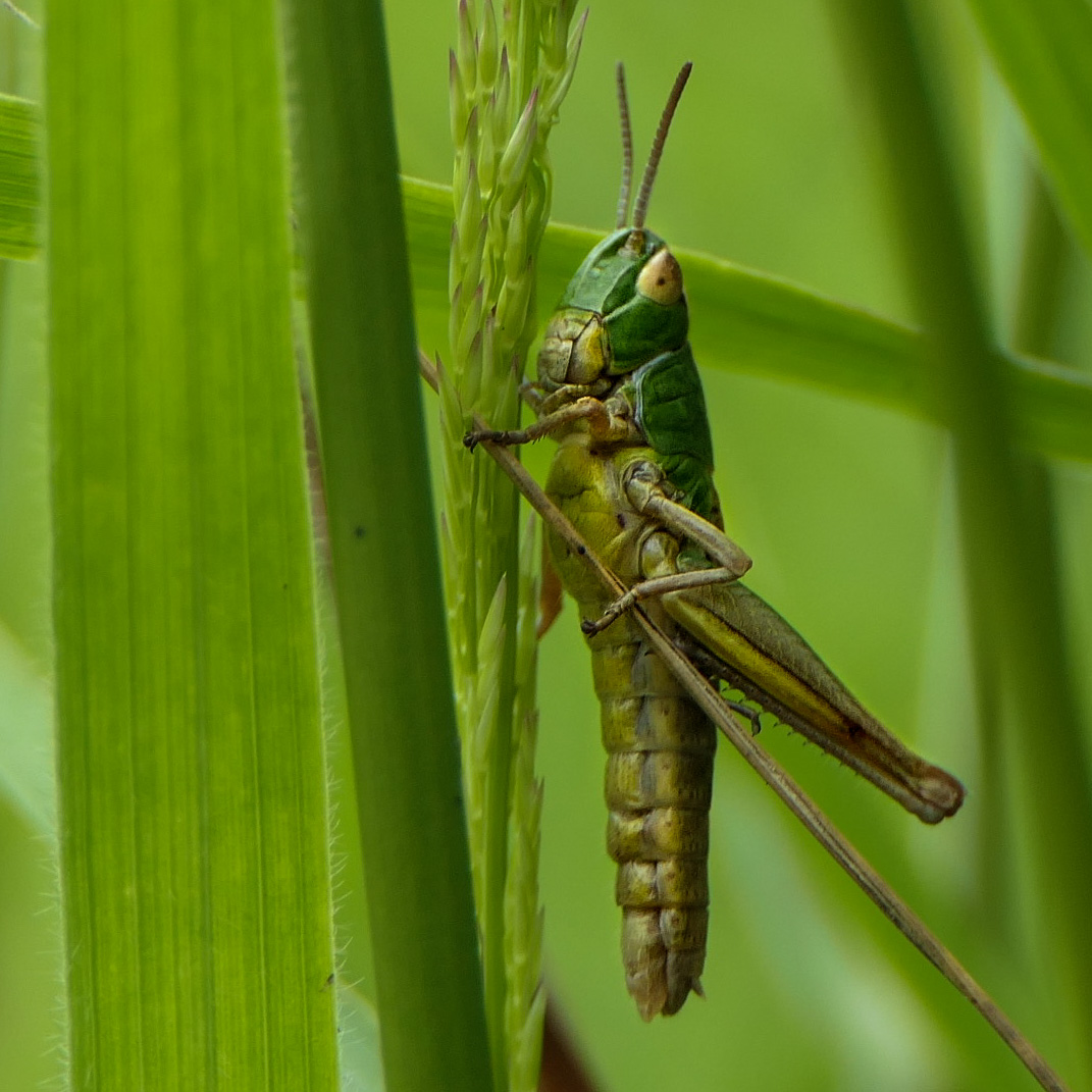 CatLake's tweet photo. @Natures_Voice I've recently, discovered macro photography and I’m loving it - it’s amazing what you see when you start looking! https://t.co/3o5Qn5YIzc