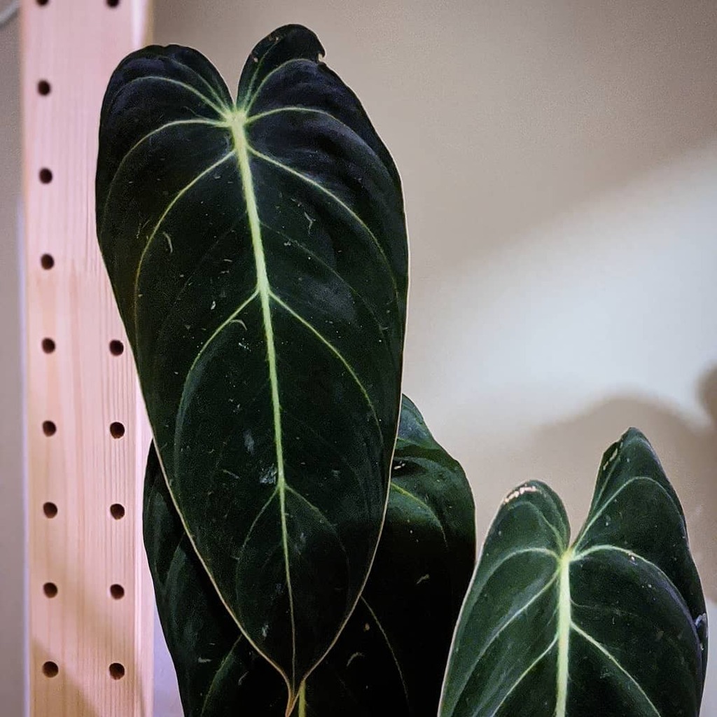 rareoids's tweet photo. Melanochrysum is beautiful
#plants #plant #plantsofinstagram #plantsmakepeoplehappy #plantmom #plantlover #urbanjunglebloggers #urbanjungle #aroidaddicts #aroid #aroidcollector #aroidsofinstagram #plantpower #variegatedplants #gardening #garden #indoo… https://t.co/p5brQikWmF https://t.co/2eMIHM7lVl