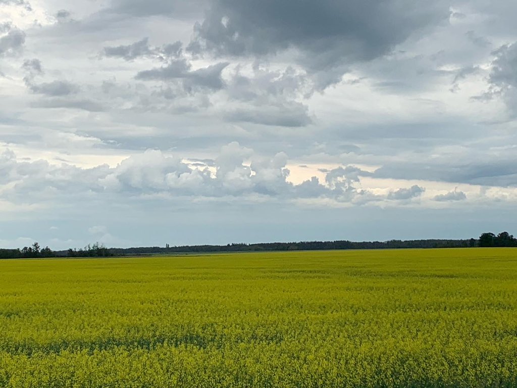 ArborgHHBC's tweet photo. We know we’re a hardware &amp; lumber store, not a photography studio. But hard not to stop and take some pictures of the stunning beauty driving through Manitoba farm country on our delivery trips #MBproud #canola #flax #ManitobaFarmers #FeedingTheWorld https://t.co/D0F7fqZXWo