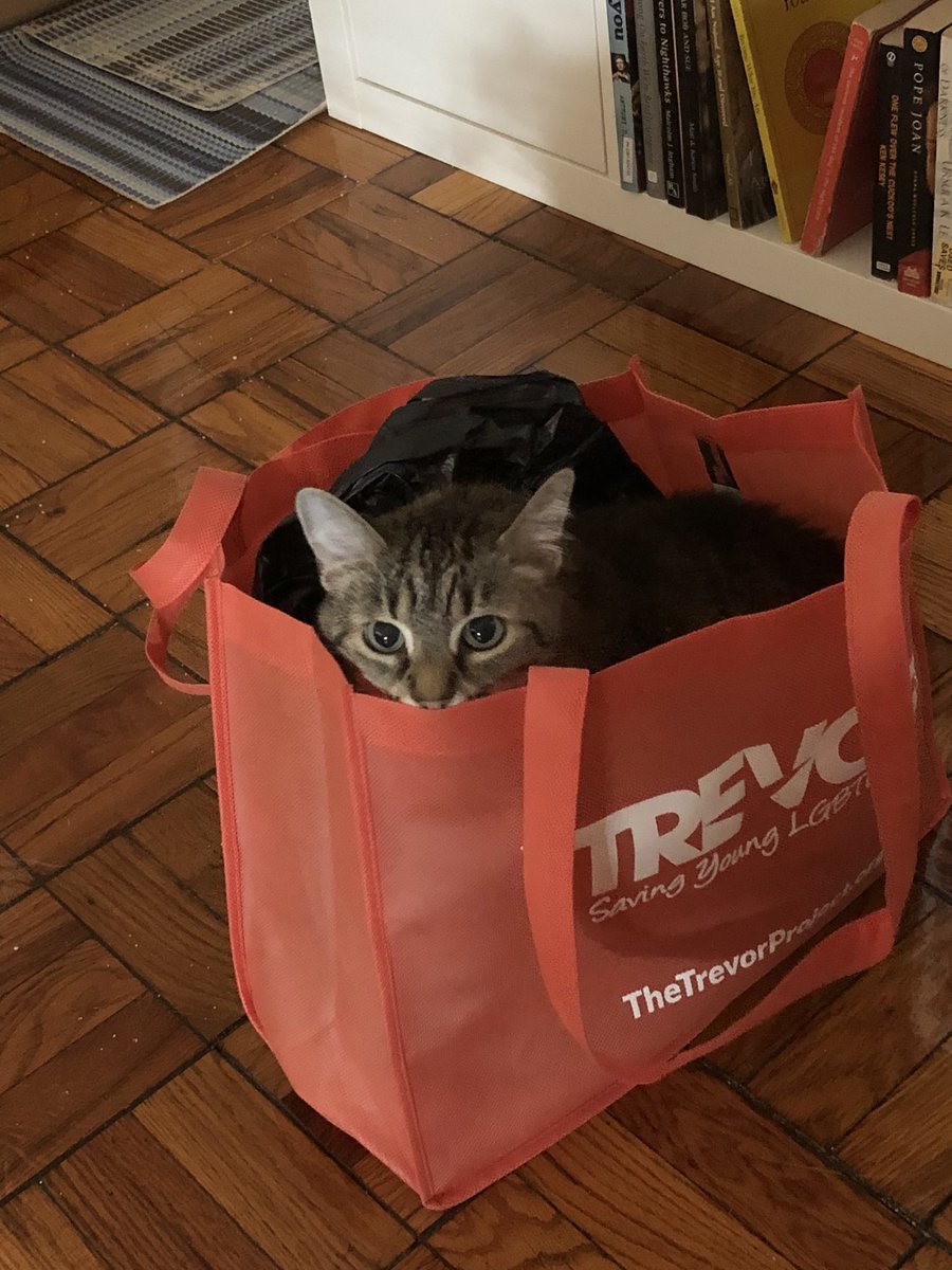 My cat in three photos:
1.What dad? I’m not doing anything  2. I just gotta see what’s inside 
3. Oh, I’m inside!! #GeraldineFurraro