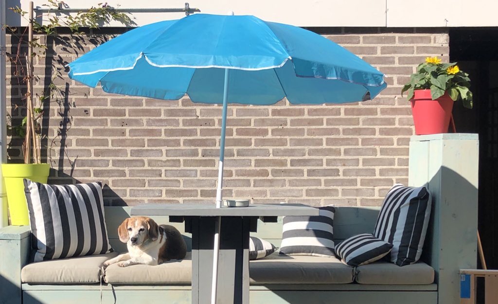 76Marjolein's tweet photo. #summertime #beagle #labbeagle https://t.co/DdB1jquMKC