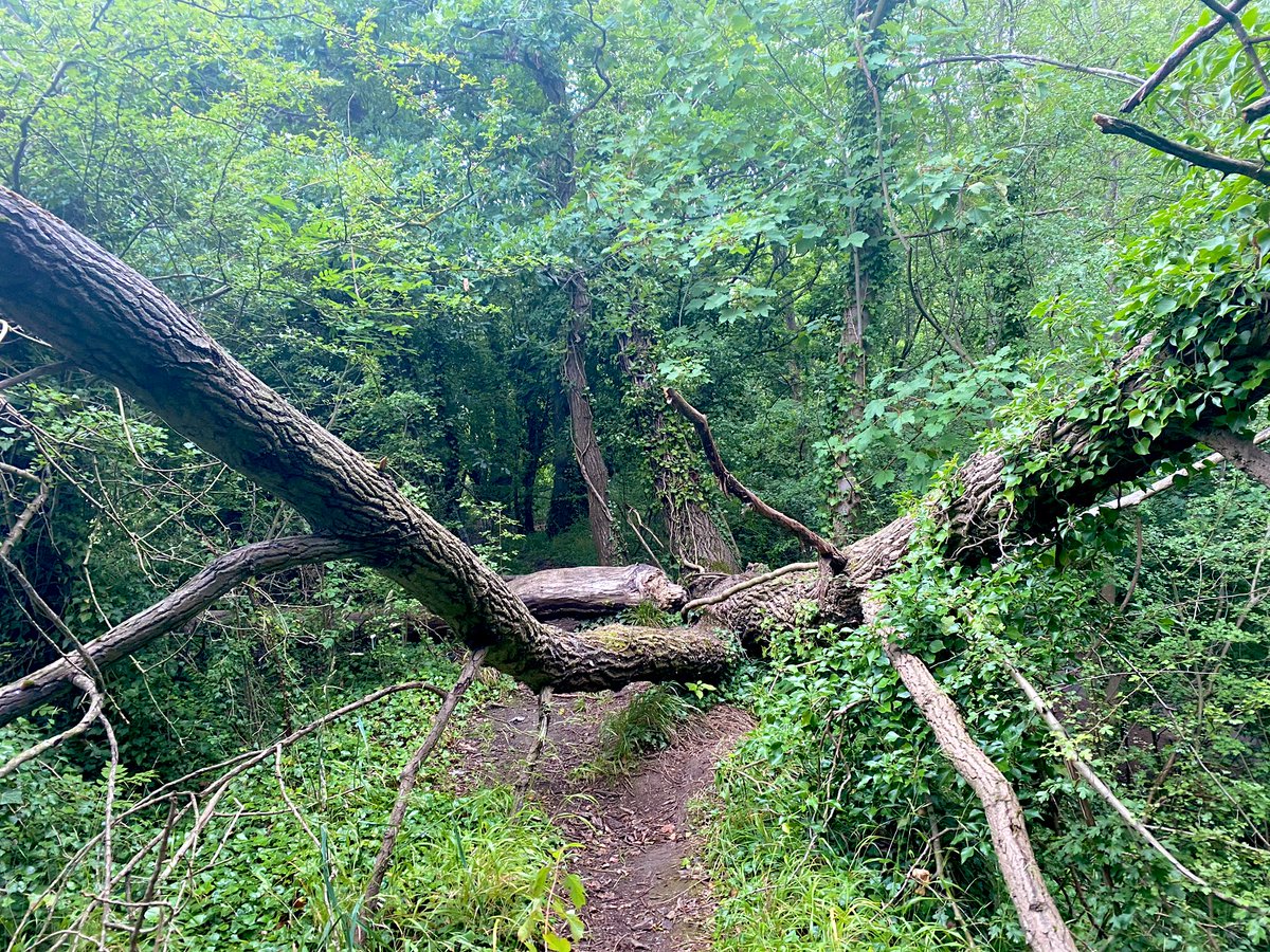 HazzyC's tweet photo. I’ve never taken this path before (only just noticed it and it’s between two parallel paths on a regular walk). I can see why this is the path less travelled #funthough https://t.co/hpKXSd7Eeu