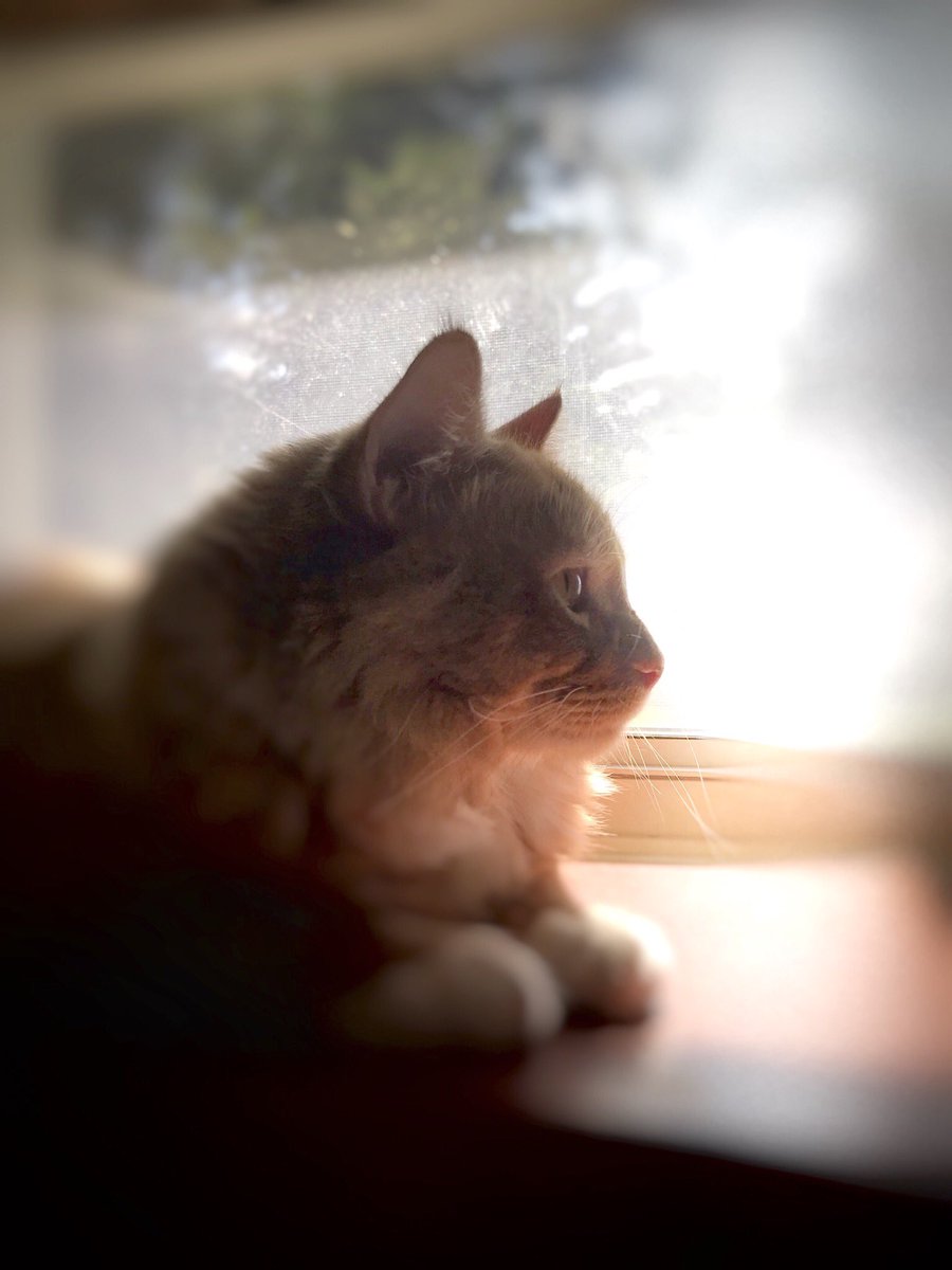 cat_ketchup's tweet photo. How is everyone’s Monday going? I’ve been looking out the window and sleeping all day. #CatsOfTwitter https://t.co/zEQDRVcJHj