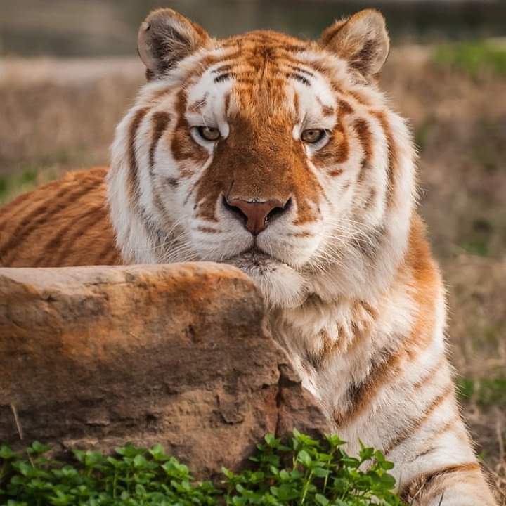 Golden Tiger