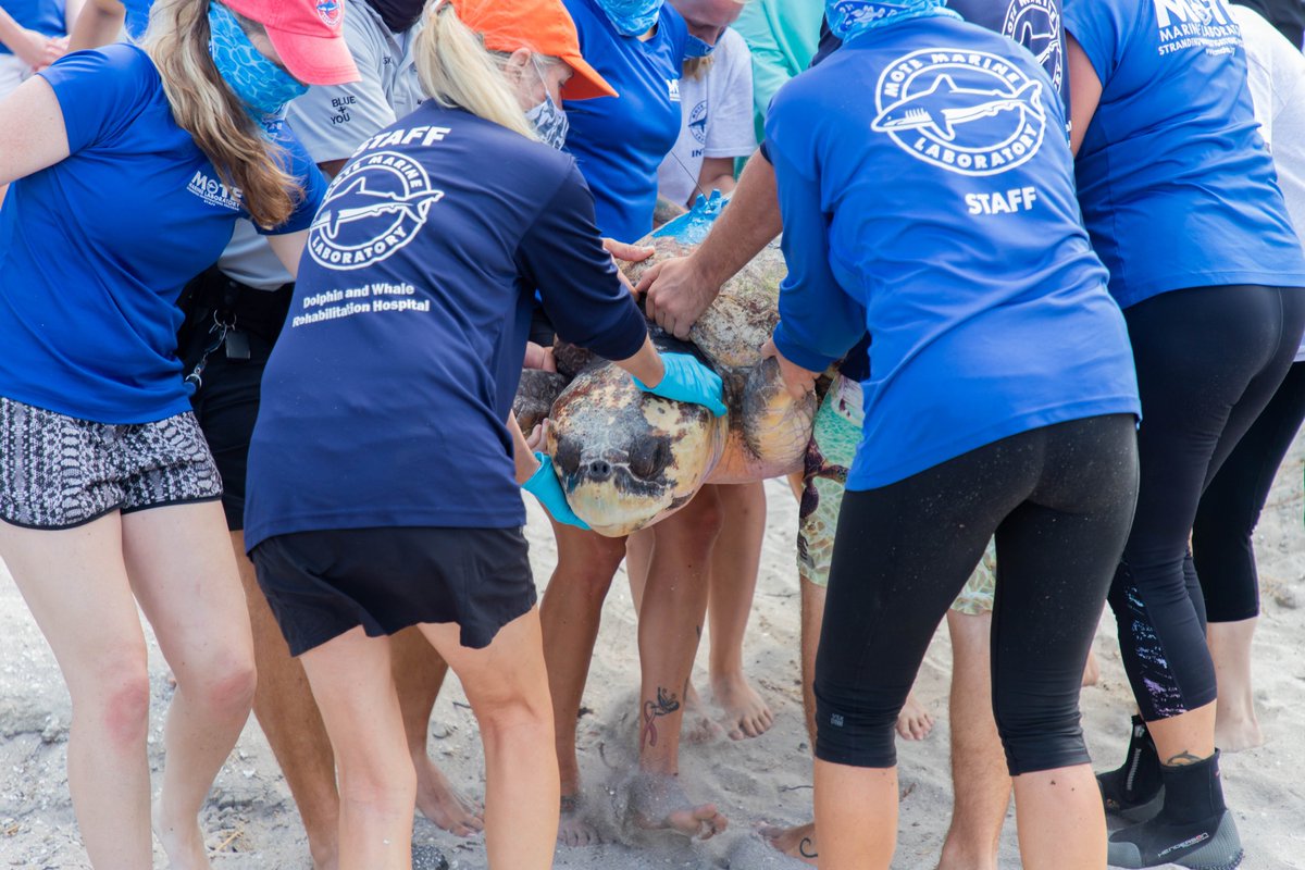 MoteMarineLab's tweet image. JT the adult male loggerhead has been released &amp;amp; satellite tagged!🌊🐢

By satellite tagging adult male loggerheads, scientists can learn more about behavior of rehabbed turtles as well as their habitat, home range &amp;amp; migratory pathways in the Gulf of Mexico!

#motemarinelab