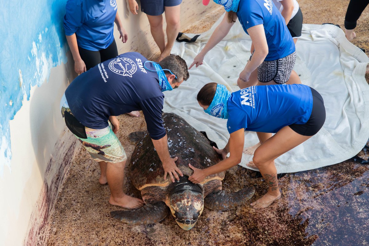 MoteMarineLab's tweet image. JT the adult male loggerhead has been released &amp;amp; satellite tagged!🌊🐢

By satellite tagging adult male loggerheads, scientists can learn more about behavior of rehabbed turtles as well as their habitat, home range &amp;amp; migratory pathways in the Gulf of Mexico!

#motemarinelab