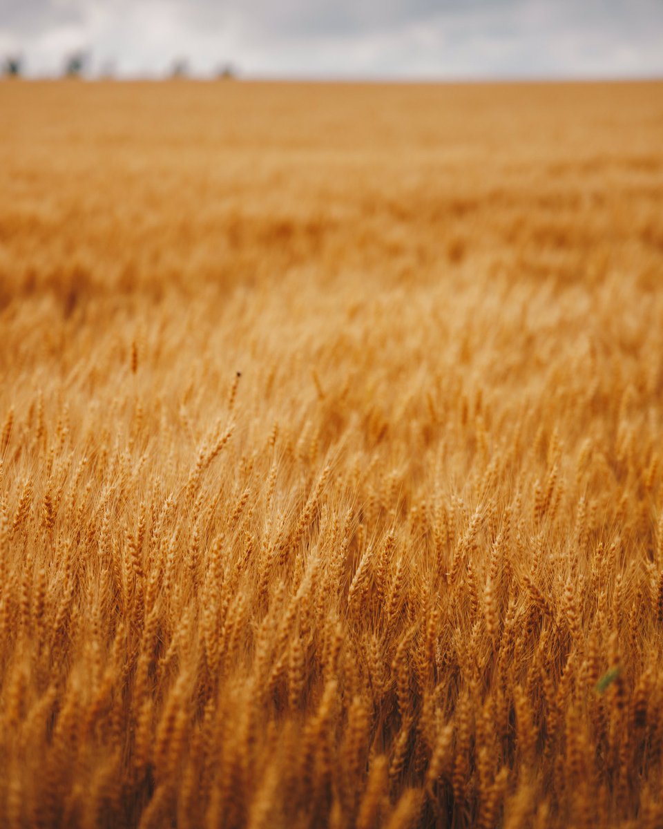 Better eat your Wheaties! #capturewithsoka