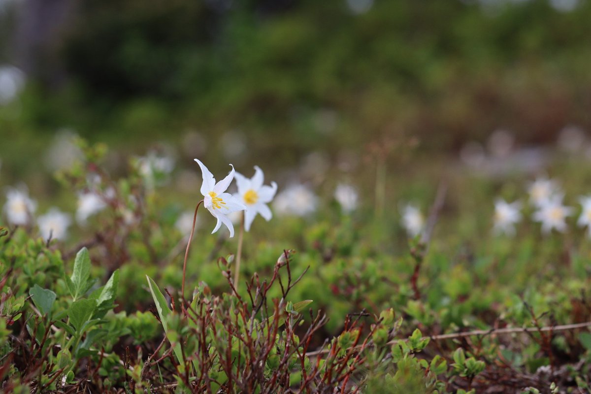 crepusculecat's tweet image. lately I&apos;ve been getting into photography.....recently went for some hikes around rainier. normally dont share stuff like this because I&apos;m a beginner but uh...I like these !