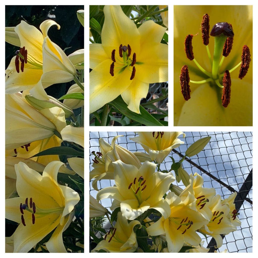 Our beautiful looking and smelling tree lillies putting on an amazing display in Our Secret Garden ⁦<a href="/charltonmanor/">Charlton Manor Sch</a>⁩