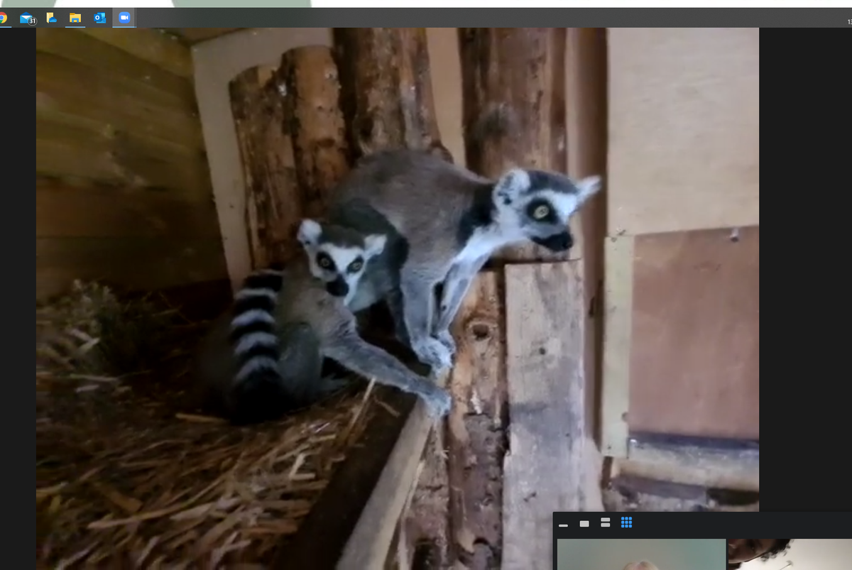 1st Kingham Brownies tweet media