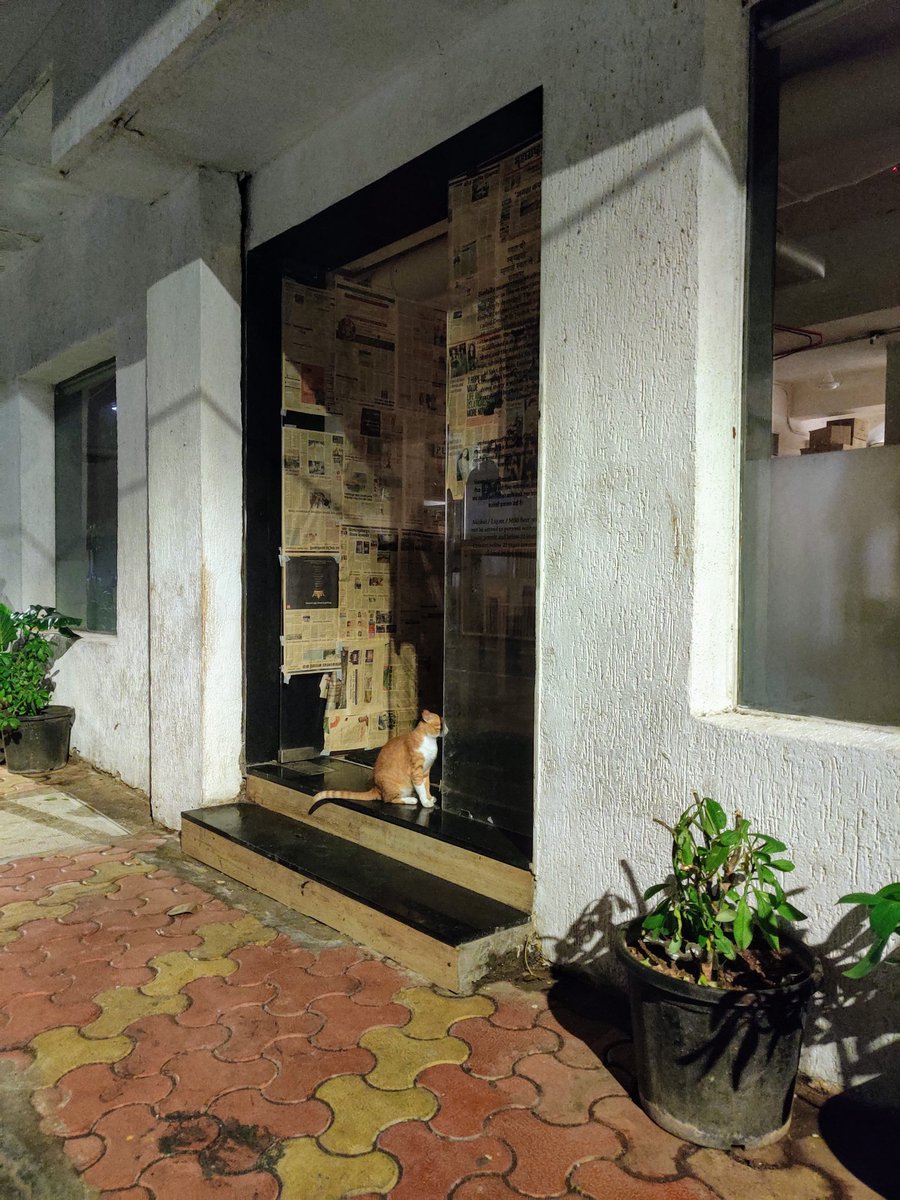 GauravSaha's tweet photo. a story in 3 parts
'aye ganpat hefe hai kya tap pe'
*gotta lick mahself*
'sowwie sir aaj band kal time pe ao'
#screechy #animalsofdoollaly #catsoftwitter #adoptdontshop https://t.co/B4MQrGmj4L