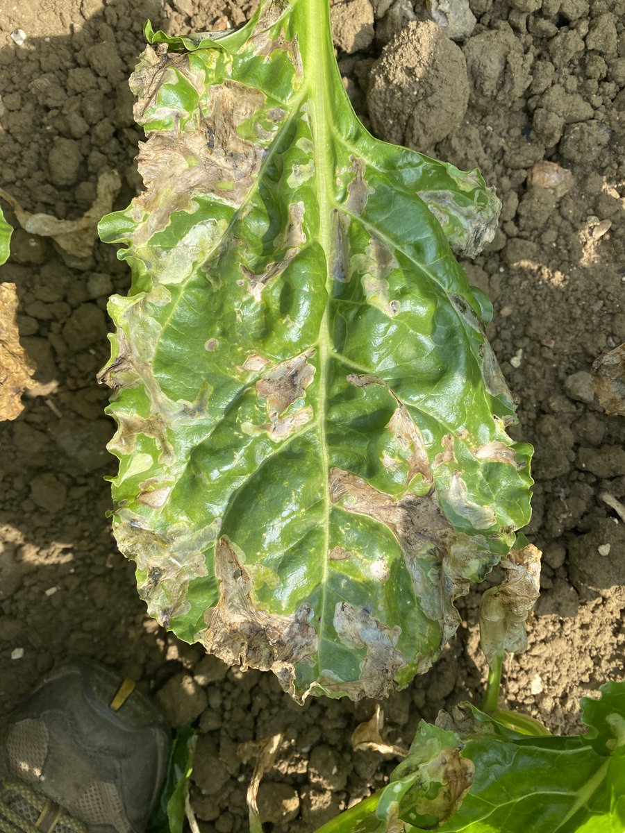BBRO_Beet's tweet photo. Can you help the search for the Mangold fly - beet leaf miner? Our PhD student Siobhan @LadyPegomya is on the lookout for samples in: sea beet, beetroot, Swiss chard, spinach, fodder beet and fat hen.  Help us to understand &amp; find solutions for this pest. @BritishSugar @NFUSugar https://t.co/o5EngS6Jx8