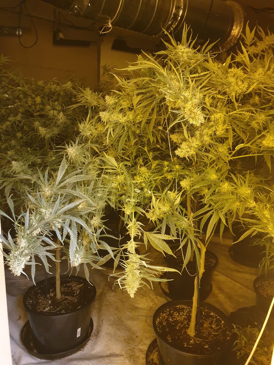 syptweet's tweet photo. Monday morning raids in #Sheffield to tackle organised crime result in two arrests and significant seizures. Top work by our #OpFortify teams. Read more here - https://t.co/KpLGb8RRaG https://t.co/UJUPb9tS9y