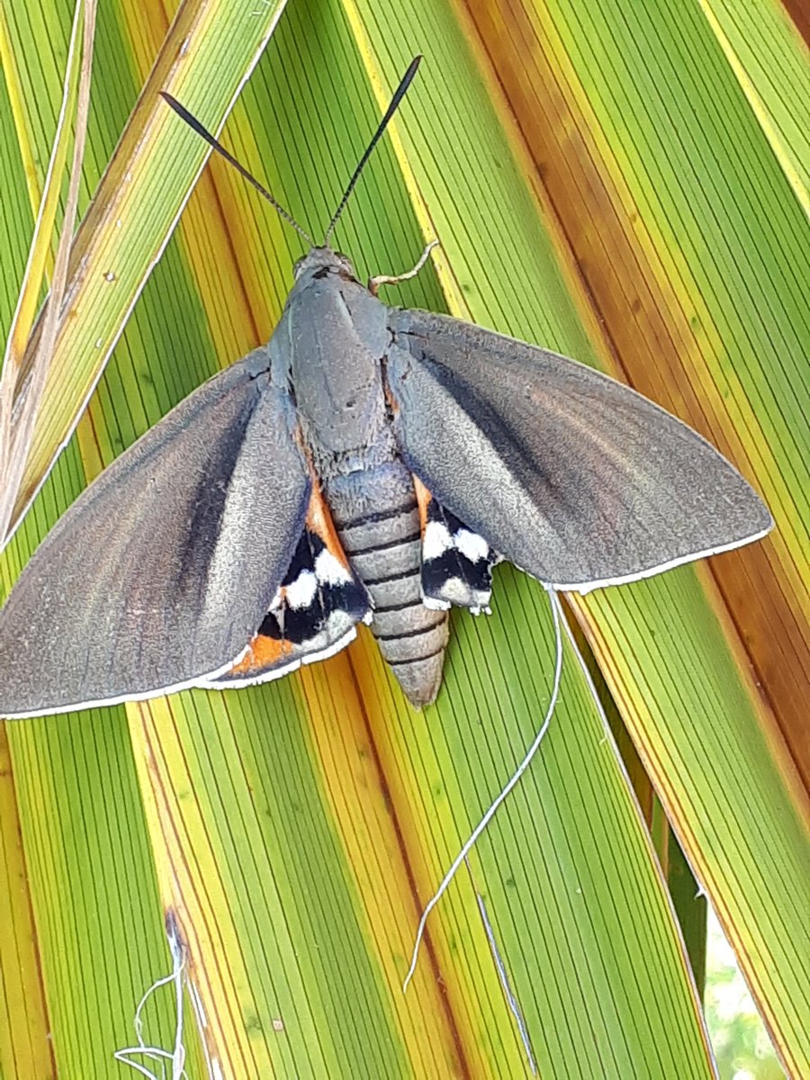 bradley_poet's tweet photo. The beautiful and destructive #PalmMoth. The cause of tortured anguish for a #lepidopterist. Who am I to decide whether the moth or the palm should live? Life and nature are not simple and sometimes cruel. #ButterflyPoems @savebutterflies @MerlinUnwin https://t.co/OpNOXMACCb