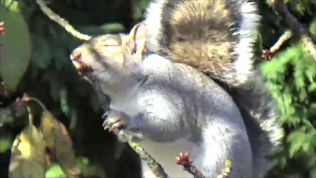 Nibbler & Chippy tweet media
