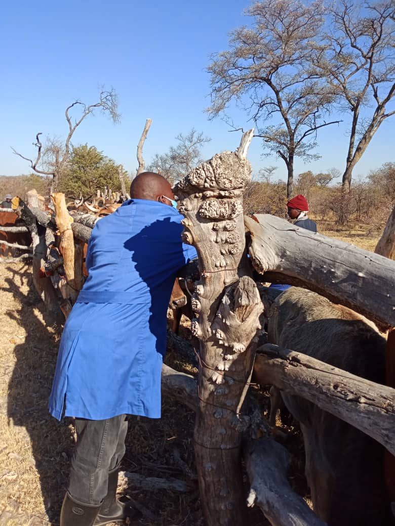 faosfsafrica's tweet photo. Cattle vaccination against Lumpy Skin Disease today, at a dip tank in WashBank, Chikomba district.

LSD in cattle can lead to rapid loses and in some cases mortalities of up to 35%. Vaccination plays a key role in controlling the spread of the disease @ZIRP_Zimbabwe @WorldBank https://t.co/VqfDfVzLld