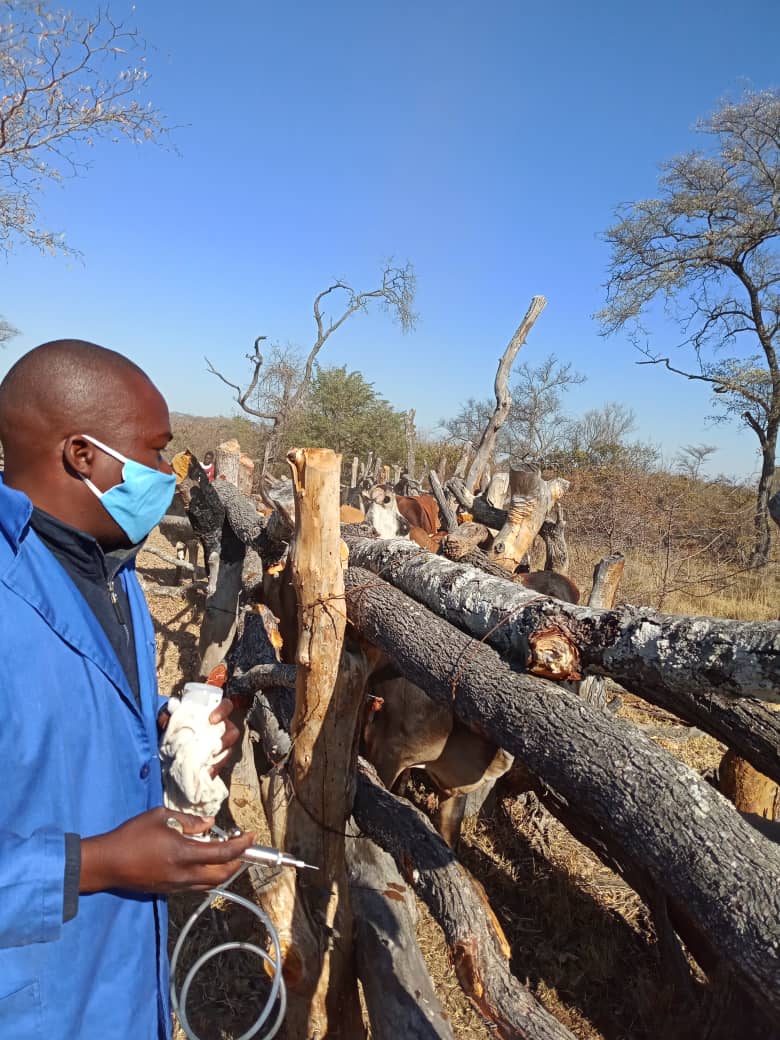 faosfsafrica's tweet photo. Cattle vaccination against Lumpy Skin Disease today, at a dip tank in WashBank, Chikomba district.

LSD in cattle can lead to rapid loses and in some cases mortalities of up to 35%. Vaccination plays a key role in controlling the spread of the disease @ZIRP_Zimbabwe @WorldBank https://t.co/VqfDfVzLld
