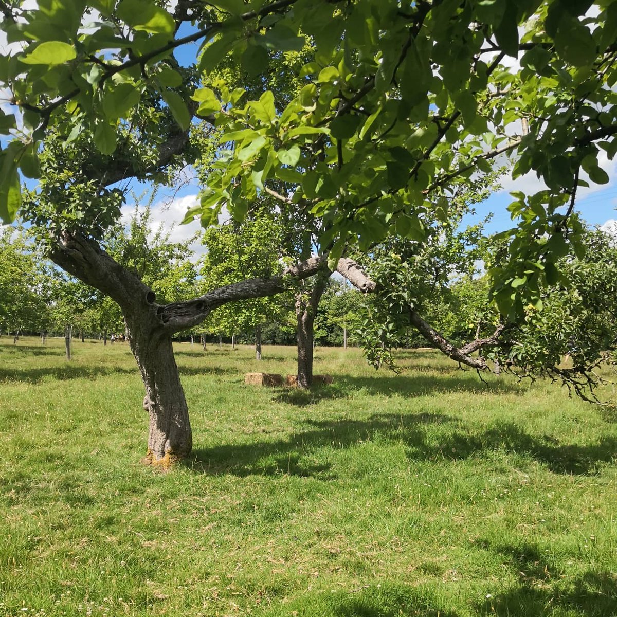 DevonDazeBlog's tweet image. Such a lovely time cycling to the #cider event with @courtneyscider on Saturday! Beautiful grounds, relaxed feel, tasty cider and juice and delicious ice cream! Thank you! #devon #rockbeare #whimple #appleorchards #cider #orchards #courtneyscider #familyfun