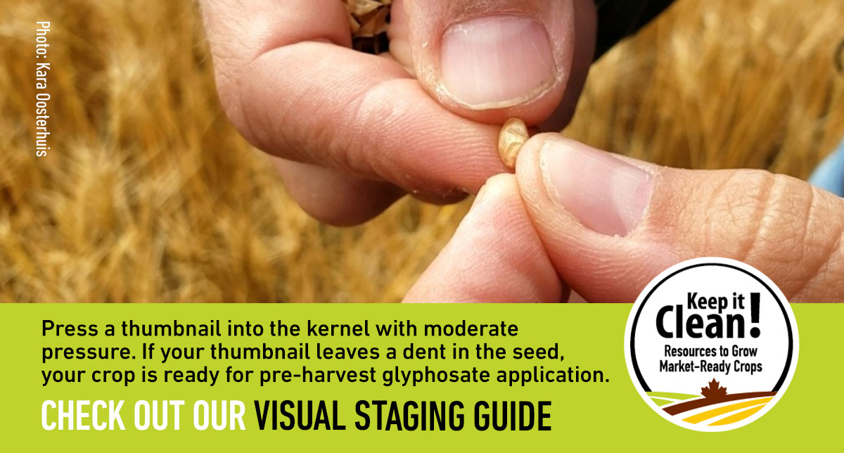 BarleyCanada's tweet photo. Applying pre-harvest glyphosate too early can put the marketability of your crop at risk. Click the
link below for crop staging tips and visual examples. #KeepitCleanCanada https://t.co/kE4oUT0mOE @Cereals_Canada @AlbertaBarley @SaskBarley @MBwheatbarley https://t.co/0rcPxhWr4y