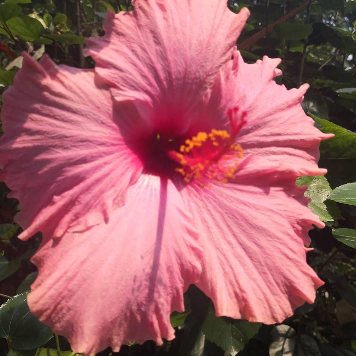 DevonDazeBlog's tweet image. Loved our day out @edenproject yesterday. Really well organised, lots to see and the limited numbers made for a very relaxing outing! #localspass #edenproject #daysout #staycation #cornwalldaysout #cornwall
