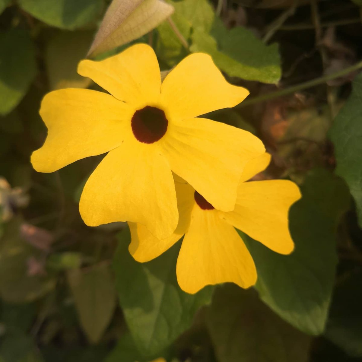 DevonDazeBlog's tweet image. Loved our day out @edenproject yesterday. Really well organised, lots to see and the limited numbers made for a very relaxing outing! #localspass #edenproject #daysout #staycation #cornwalldaysout #cornwall