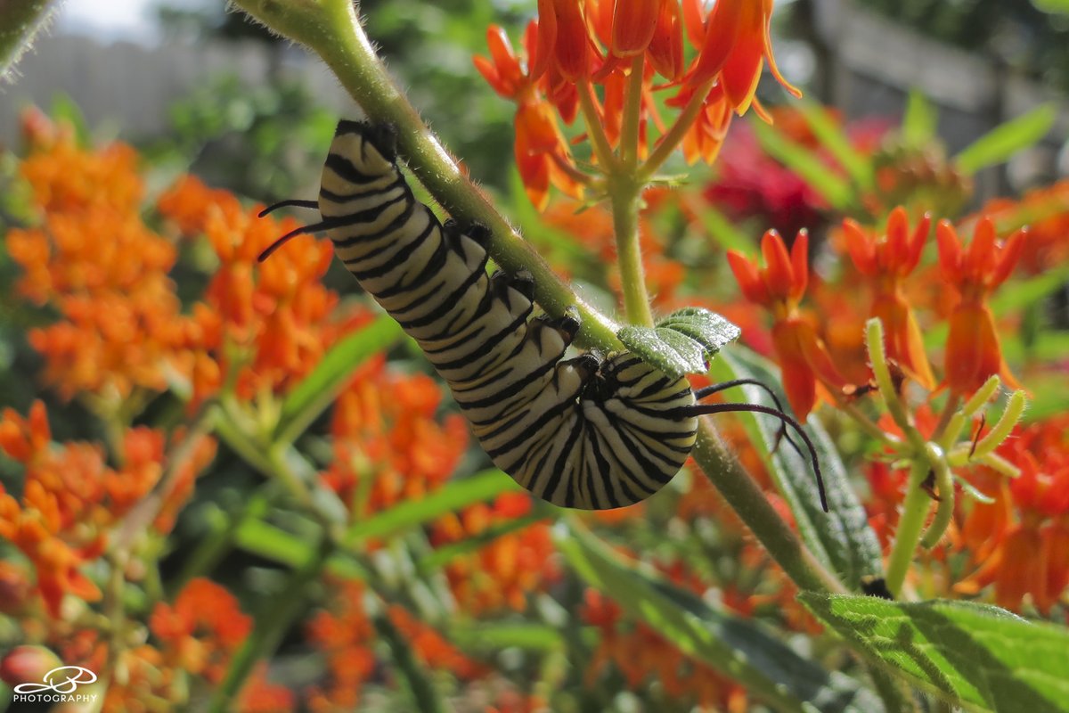 Monarch butterfly and caterpillar.
