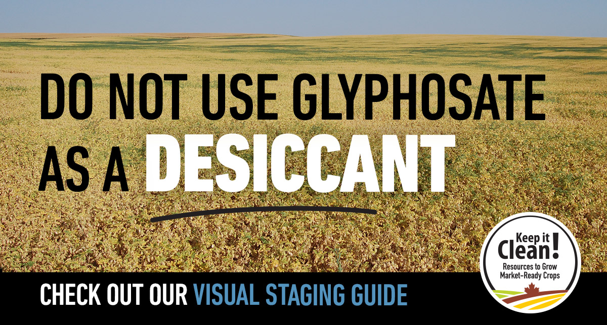 Cereals_Canada's tweet photo. Pre-harvest weed control? Always talk to your grain buyer before applying pre-harvest
glyphosate to cereal and pulse crops. Visit @KICCanada for information and resources to help
keep your crop ready for market! #KeepitCleanCanada https://t.co/LL6f4jfCpW