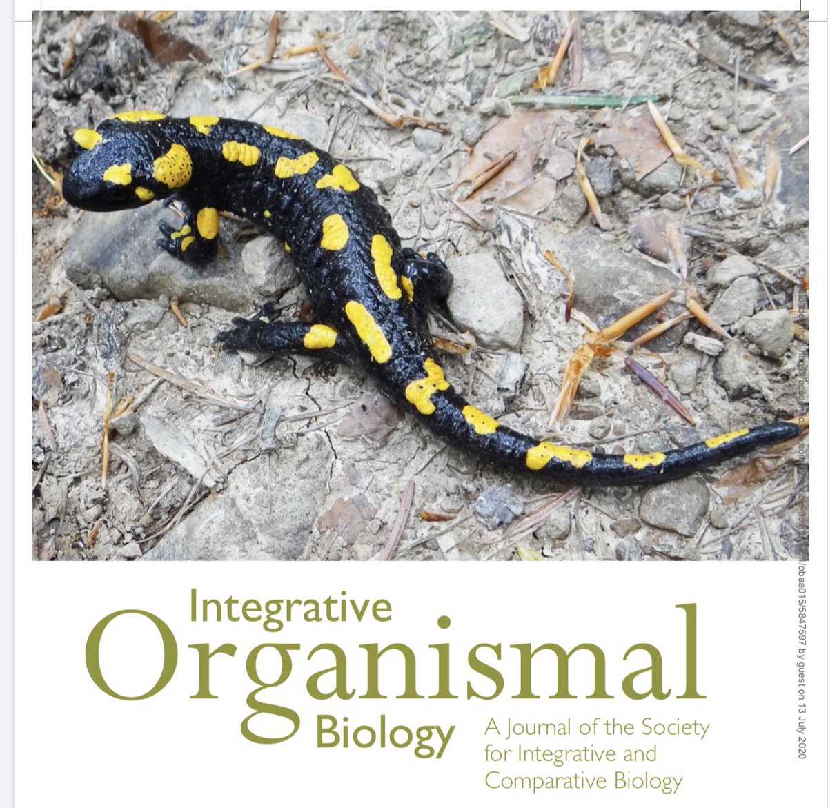 iobjournal's tweet photo. “Our data provide the foundation for building and testing dynamic simulations of fire salamander locomotor biomechanics to better understand musculoskeletal function..”
By Pierce et al
https://t.co/3oyK1LpM2t
#salamanders #newts #kinematics #biology #organisms #SICB #scicomm https://t.co/9FSNaedlco