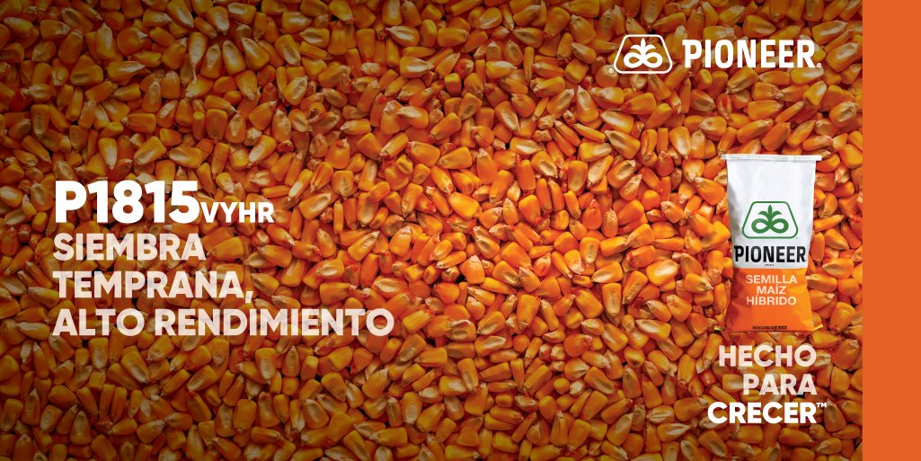 PioneerSemillas's tweet photo. 🌽P1815VYHR💪
Ideal para siembras tempranas de alto y medio potencial de rendimiento de las zonas Núcleo y Oeste.
Disponible en las tecnologías #Leptra, #Intrasect y #RoundupReady2.
▶️Descubrilo en: https://t.co/cKN09L8CB5
Pioneer, #HechoParaCrecer. https://t.co/qskO43di3o