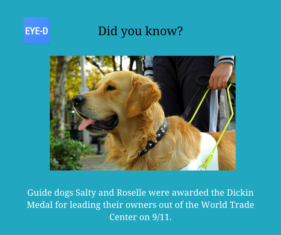 HelloEyeD's tweet photo. Did you know this fact about guide dogs Salty and Roselle helping their owner in the 9/11 attack.
#guidedogs #WTCattacks https://t.co/4780gycaq7