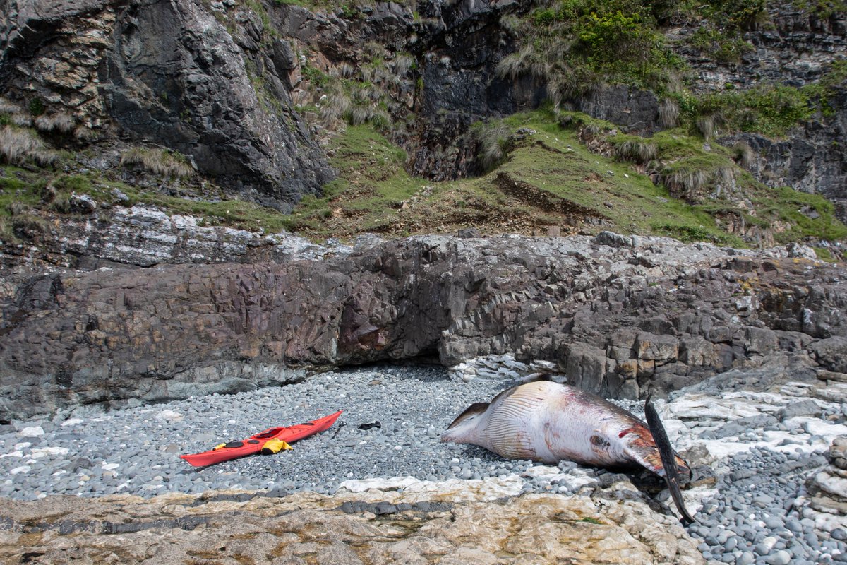 whale_nerd's tweet photo. Did you know that #minkewhales have hairy chins? I counted 12 on this adult female which stranded on a remote beach in #Ardnamurchan #shavethewhales https://t.co/m9a0KULfFA