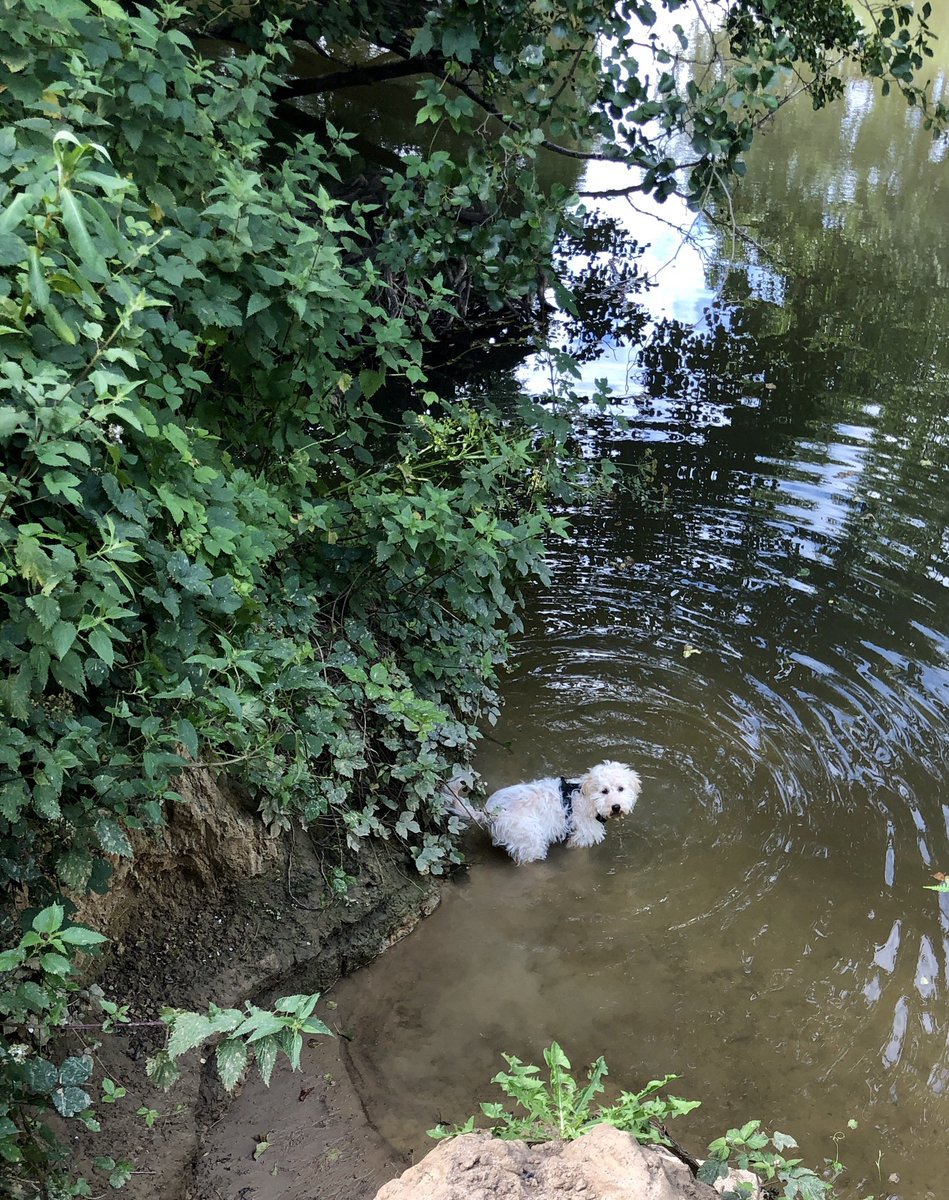 SeanYeates's tweet photo. Day 12/26 of #Samarathon2020. Archie the puppy, and I are completing 26 different dog walks in July raising money for @sams_kingston.
Today we completed 2 miles alongside the River Mole. Total mileage is now 23.09.
You can sponsor us at https://t.co/Mc2oCurk9r https://t.co/uJSae7rJI6