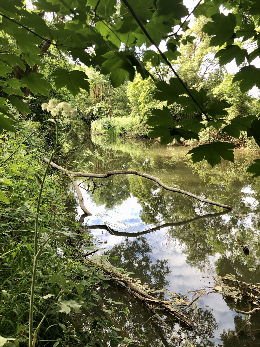 SeanYeates's tweet photo. Day 12/26 of #Samarathon2020. Archie the puppy, and I are completing 26 different dog walks in July raising money for @sams_kingston.
Today we completed 2 miles alongside the River Mole. Total mileage is now 23.09.
You can sponsor us at https://t.co/Mc2oCurk9r https://t.co/uJSae7rJI6