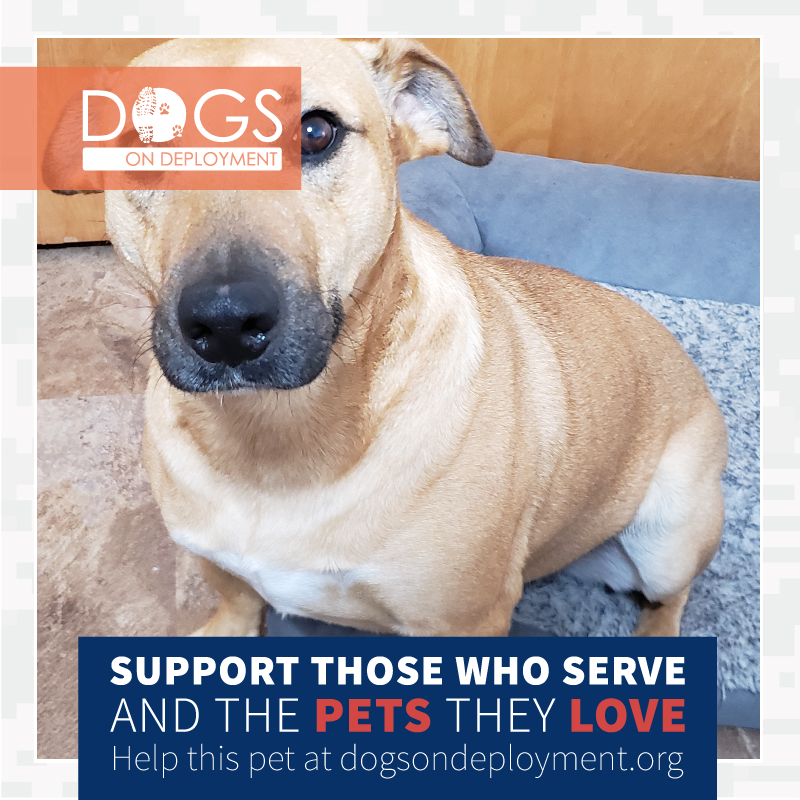 DogsonDeploymnt tweet picture