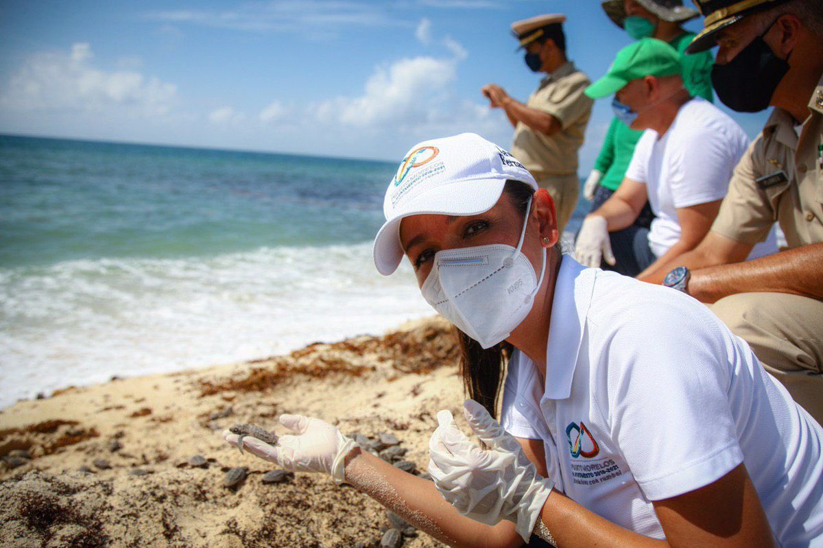 VertienteGloba1's tweet photo. #Emterate La alcaldesa @LauFdzOficial
libero un centenar de tortugas del programa de Protección y Conservación 2020.
Donde participan El Parque Nacional Arrecife de Puerto Morelos, SEMA, la CONAP y la sociedad.

#JuntosSaldremosAdelante 
#YoMeQuedoEnCasa 
#PuertoMorelos https://t.co/6K1wYDILni