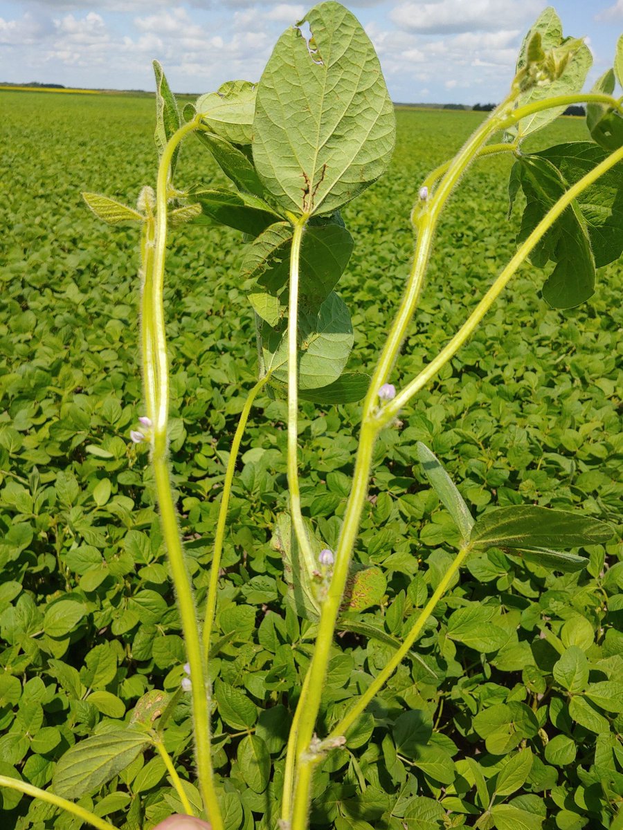 rempel_shawn's tweet image. The #Siberia train keeps rolling! @NuEraSeeds sent me these pics on the weekend. Looking forward to walking this field later this week. #IPsoybeans #keepemclean #profitabilitypartner @Prograin_inc