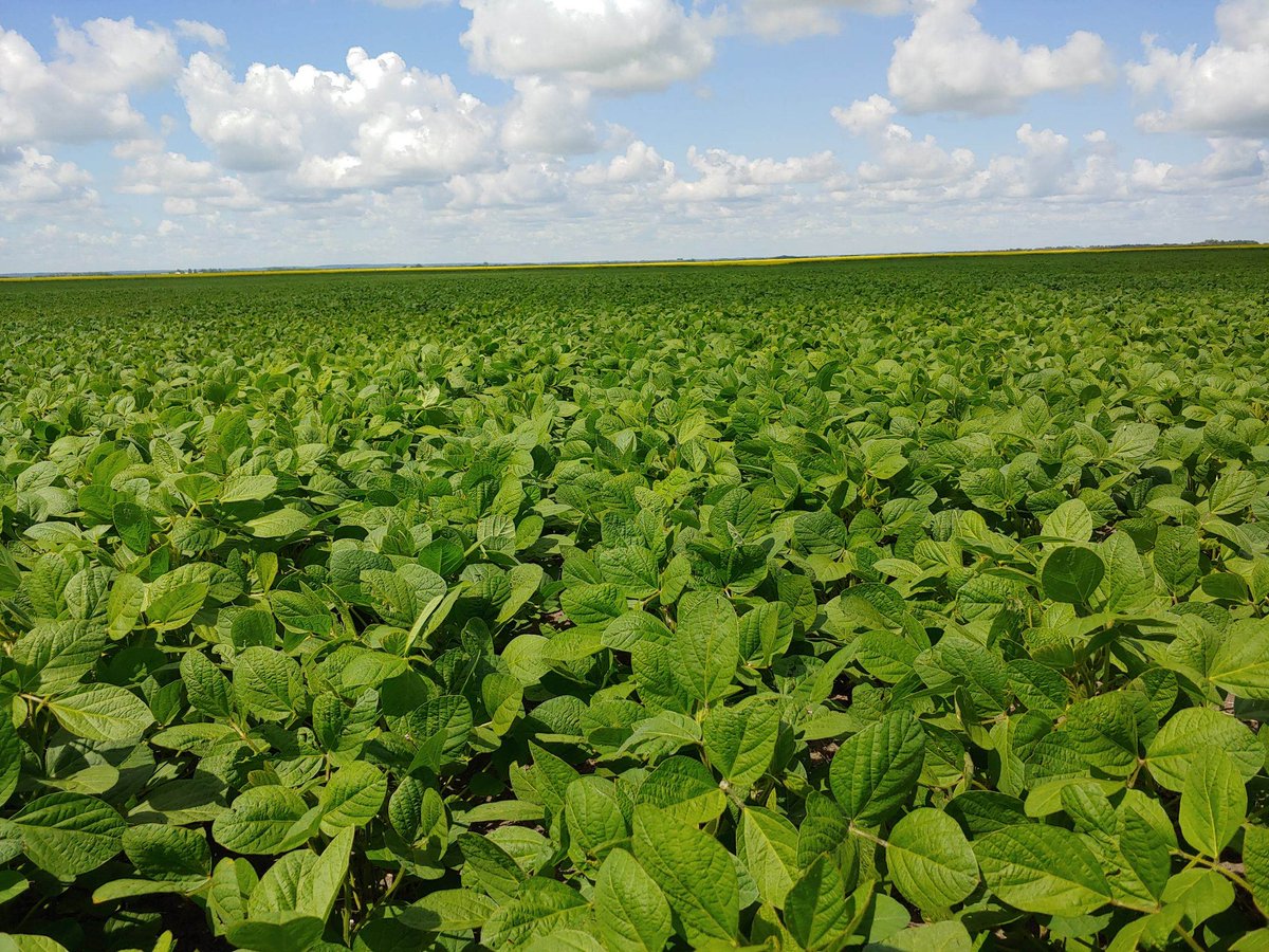 rempel_shawn's tweet image. The #Siberia train keeps rolling! @NuEraSeeds sent me these pics on the weekend. Looking forward to walking this field later this week. #IPsoybeans #keepemclean #profitabilitypartner @Prograin_inc