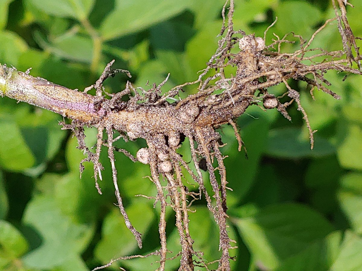 rempel_shawn's tweet image. The #Siberia train keeps rolling! @NuEraSeeds sent me these pics on the weekend. Looking forward to walking this field later this week. #IPsoybeans #keepemclean #profitabilitypartner @Prograin_inc