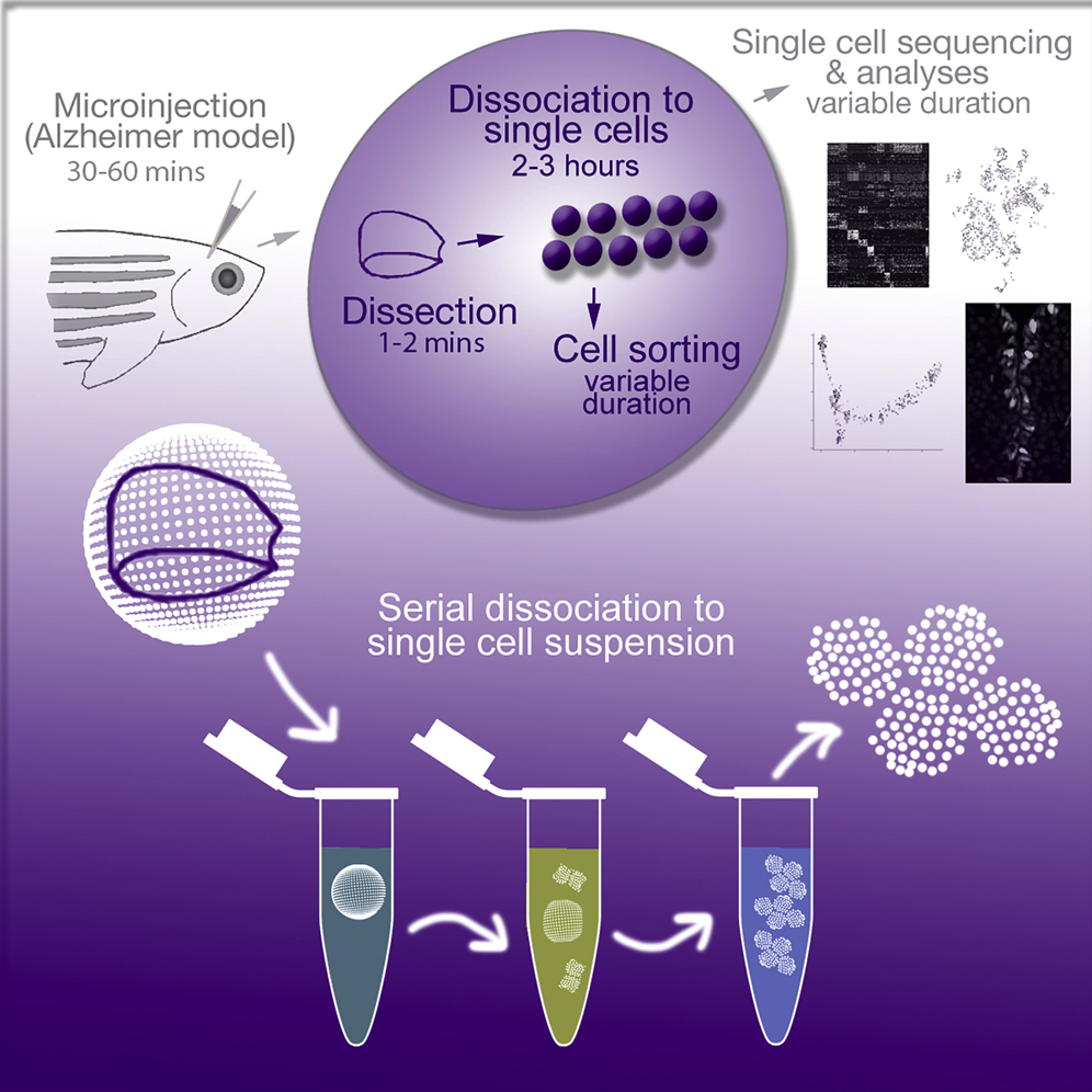 CellPressNews's tweet photo. #Protocol for dissecting zebrafish telencephalon for single cell sequencing by @CaKizil @Kizil_Lab_DZNE @STARProtocols #FENS2020 https://t.co/bTmWTgZRKM https://t.co/jP3OyJnwIU