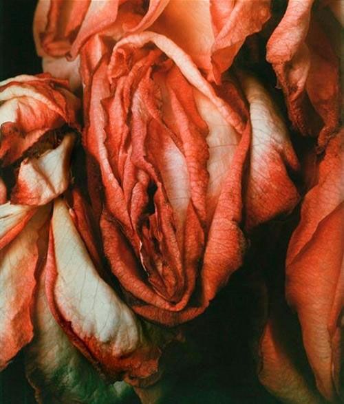 Aphrodite woman is driven to pursue emotional connection & intensity. She is not interested in long relationships unless Hera is also present. She is passionate, sensual, intense, witty and charming. Her magnetic personality draws people in even if she is not top tier beauty.